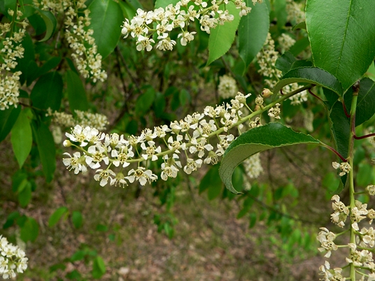 {Prunus serotina}